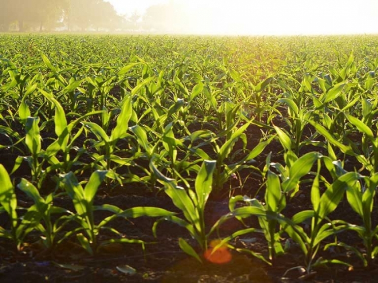 Agricoltura: Regione istituisce la Banca della Terra Campana