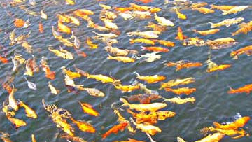 Moria pesci lago d'Averno, Romano: "Abbiamo già interessato l'Arpac"