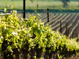 Operatore della trasformazione agro-alimentare – settore vitivinicolo
