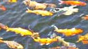 Moria pesci lago d'Averno, Romano: "Abbiamo già interessato l'Arpac"