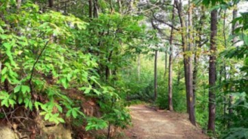 Piano di forestazione, conclusi gli incontri con gli enti delegati