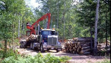 Forestazione, via libera all'erogazione di 27 milioni