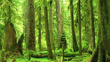 Forestazione, l'assessore Nappi incontra i sindacati