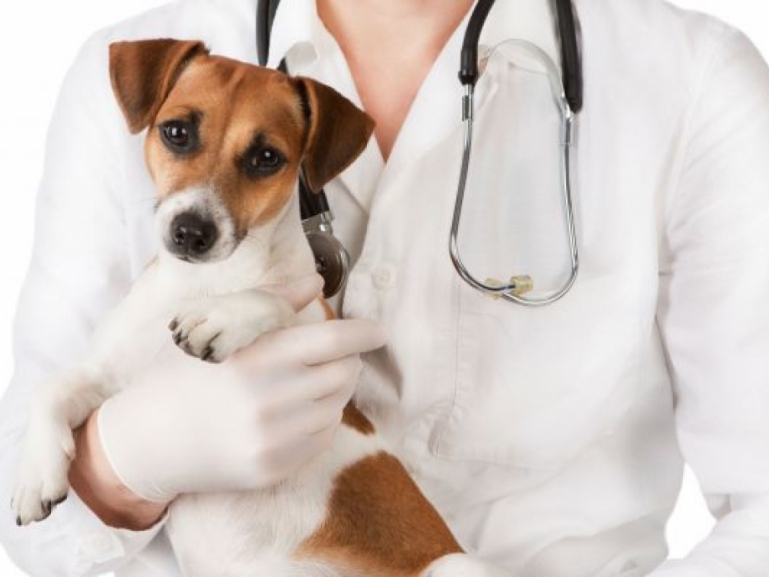 Esame di idoneità in materia di interventi assistiti con gli animali