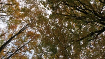Manifestazione di Interesse - Piantumazione di Alberi presso gli Istituti scolastici della Campania per la realizzazione di aree a verde - Esiti