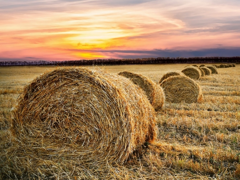 V Bando Contratti di filiera