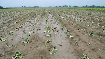 Emergenza maltempo, Agricoltura: insediata task force