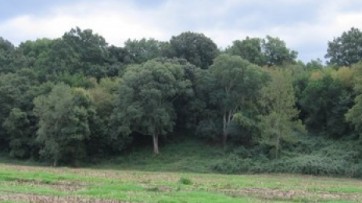 Forestazione e bonifica, sì ai piani di riparto dei fondi