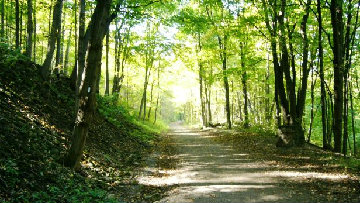 Vertenza forestali, verso la conclusione