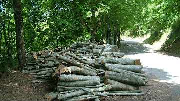 Progetto forestazione, via libera dei sindacati di categoria