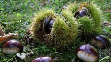 Cinipide del castagno, approvate linee guida per recupero castagneti