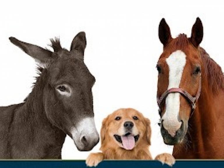 Avviso: Corso propedeutico in interventi assistiti con gli animali (I.A.A.)