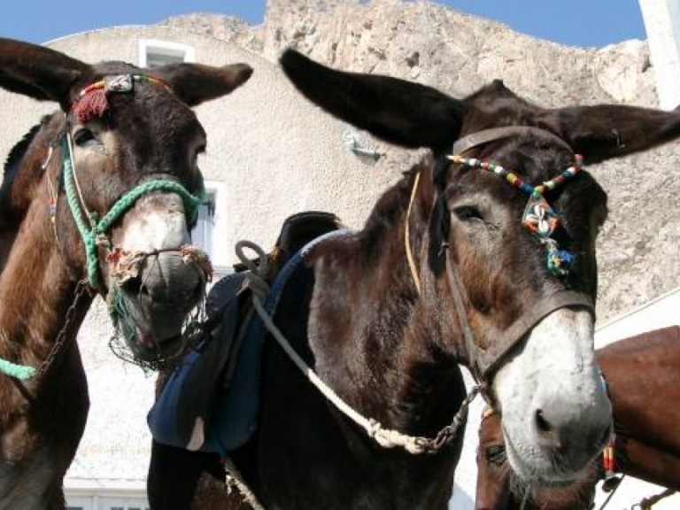Palio del ciuccio - XXXV edizione