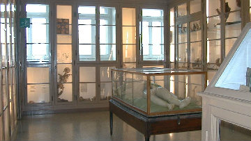 Contributi a musei e raccolte di ente locale e di interesse locale