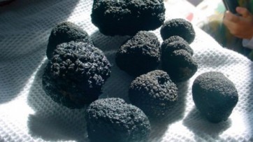Tartufo, insediato in Regione il tavolo di tutela