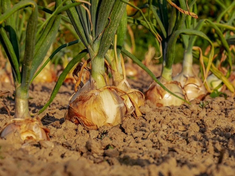Distretti agroalimentari di qualità: la Regione approva il regolamento