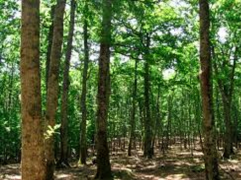 Procedura di gara: Riqualificazione e messa in sicurezza di aree verdi, aree naturali, giardini storici e foreste di proprietà regionale