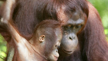 Romano incontra l'etologa e antropologa Jane Goodall