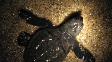 Capo Palinuro, nate 95 piccole Caretta Caretta