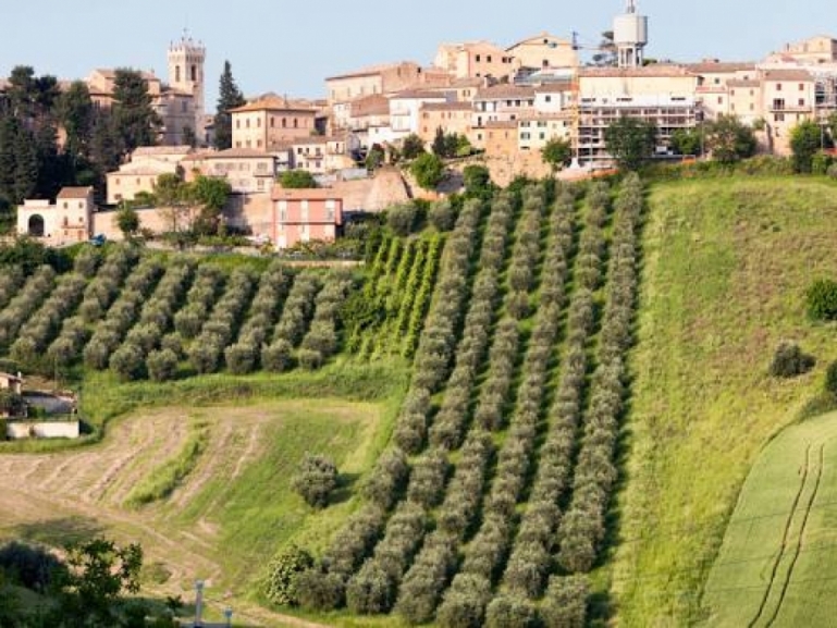 Manifestazione d’interesse Azienda agricola Montecoriolano
