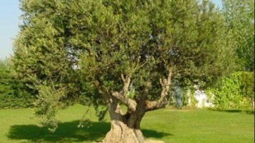 A Fair for promoting Campania extra-virgin oil companies