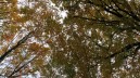 Manifestazione  di Interesse - Piantumazione  di Alberi presso gli Istituti scolastici della Campania per la realizzazione di aree a verde - Esiti
