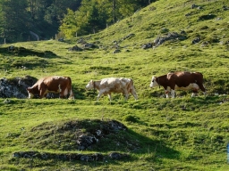 Unesco, la transumanza dell'Alta Irpinia patrimonio dell’umanità. E' record di riconoscimenti in Campania