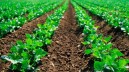 Ecoremed, Nugnes: "Agricoltura parte attiva nella bonifica dei suoli inquinati"