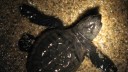 Capo Palinuro, nate 95 piccole Caretta Caretta