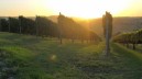 Comparto vitivinicolo, boom per ristrutturazione vigneti