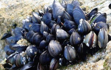 Cozze