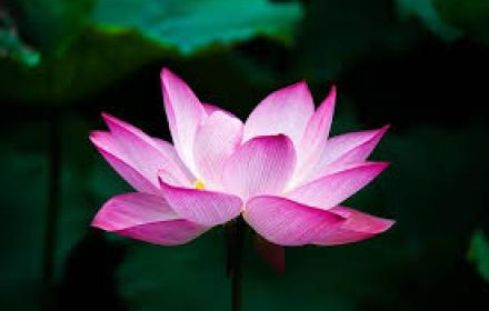 fiore di loto