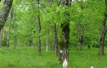 foresta del matese